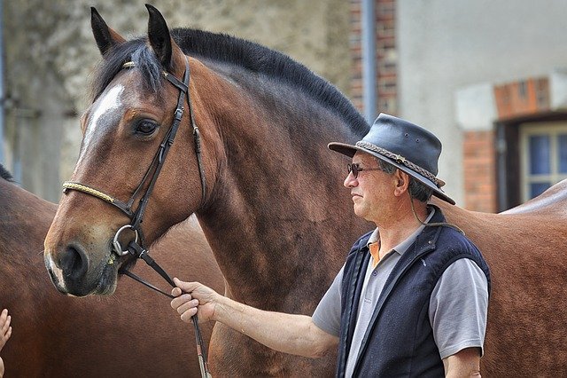 horse